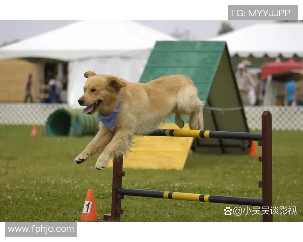 足球逗狗趣味互动让宠物与主人共享快乐时光的奇妙体验